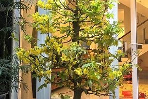 Cho thuê biệt thự P. Hiệp Bình Chánh. MT đường số 18 , Thủ Đức